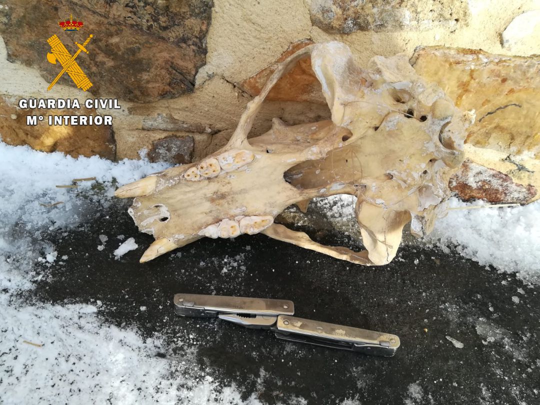 Cabeza decomisada en la provincia de Palencia Cabeza decomisada en la provincia de Palencia