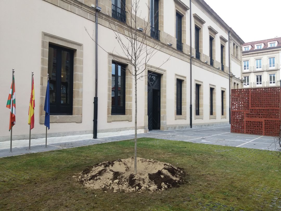 Retoño del Árbol de Gernika en el Parlamento vasco Retoño del Árbol de Gernika en el Parlamento vasco