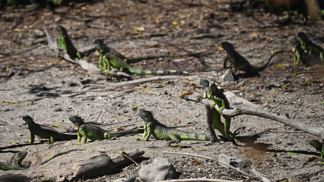 Alerta de 'caída de iguanas' de los árboles por el frío