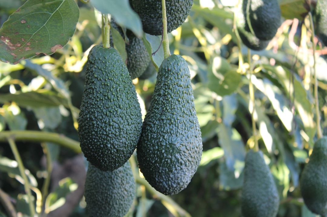Aguacates. Aguacates.