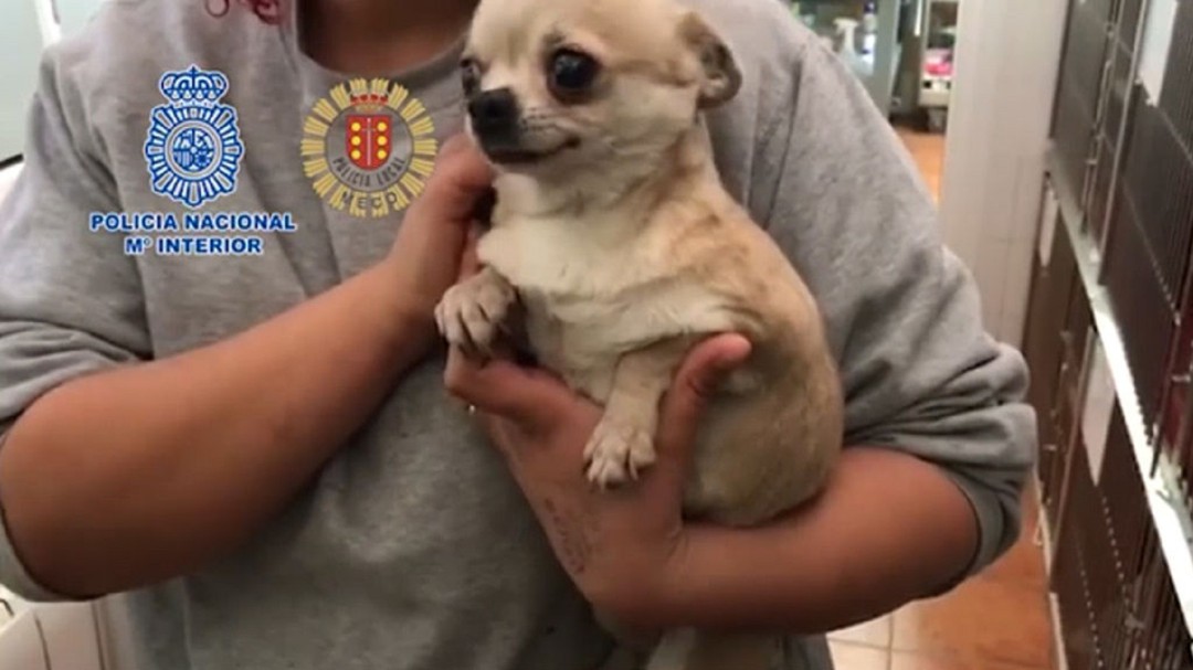 Rescatados 270 perros en una operación policial contra criaderos ilegales