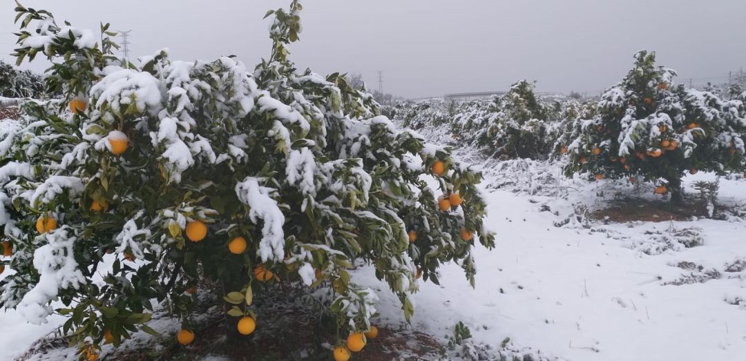 Cítricos nevados en Vallada Cítricos nevados en Vallada