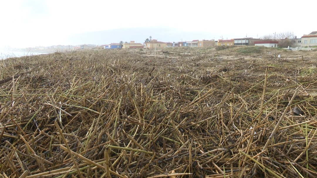 Desactivada la Emergencia 0 en la desembocadura del Serpis donde se han acumulado miles de cañas