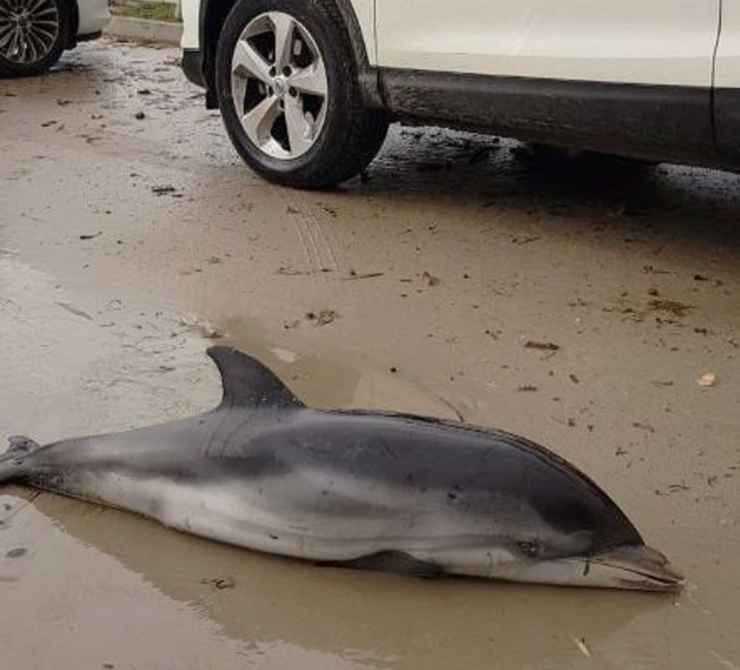 Delfín varado en las playas de Dénia Delfín varado en las playas de Dénia