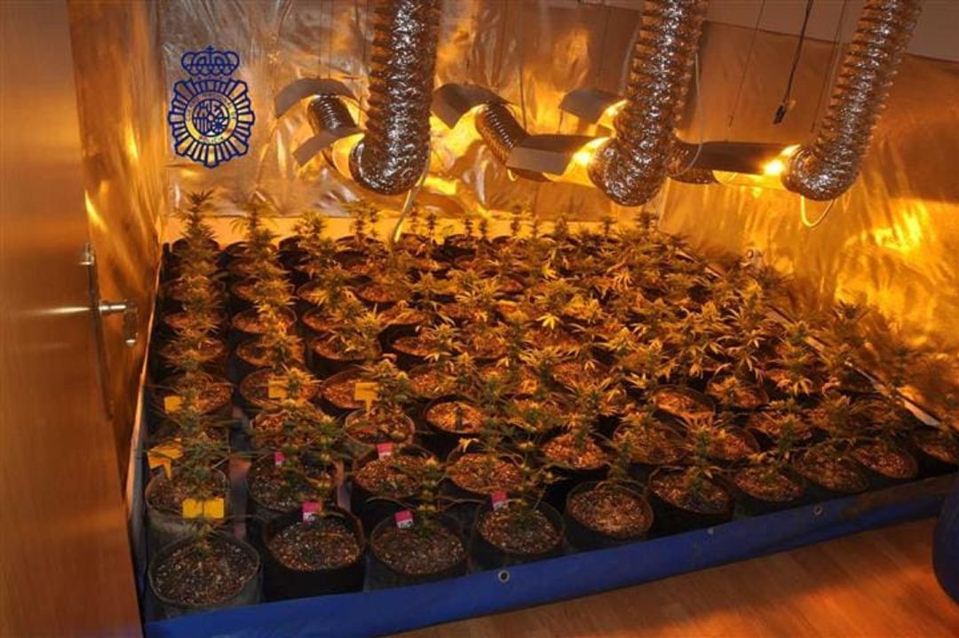 La plantación contaba con un sistema de ventilación e iluminación La plantación contaba con un sistema de ventilación e iluminación