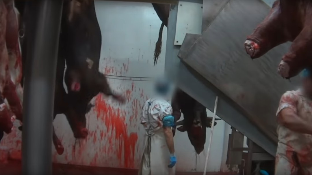 Denuncian maltrato extremo a vacas en un matadero de Madrid
