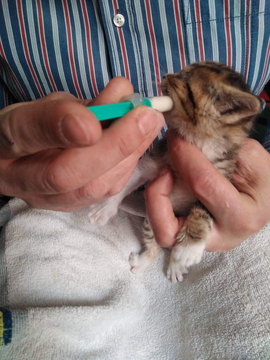 Campaña contra el abandono de gatos recién nacidos Campaña contra el abandono de gatos recién nacidos