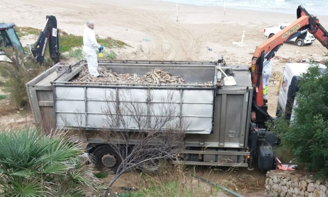 Retirada de peces muertos de las playas de Cullera Retirada de peces muertos de las playas de Cullera