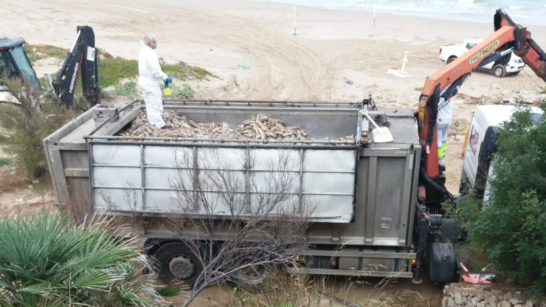 Retirados más de 25.000 kilos de peces muertos de las playas de Cullera