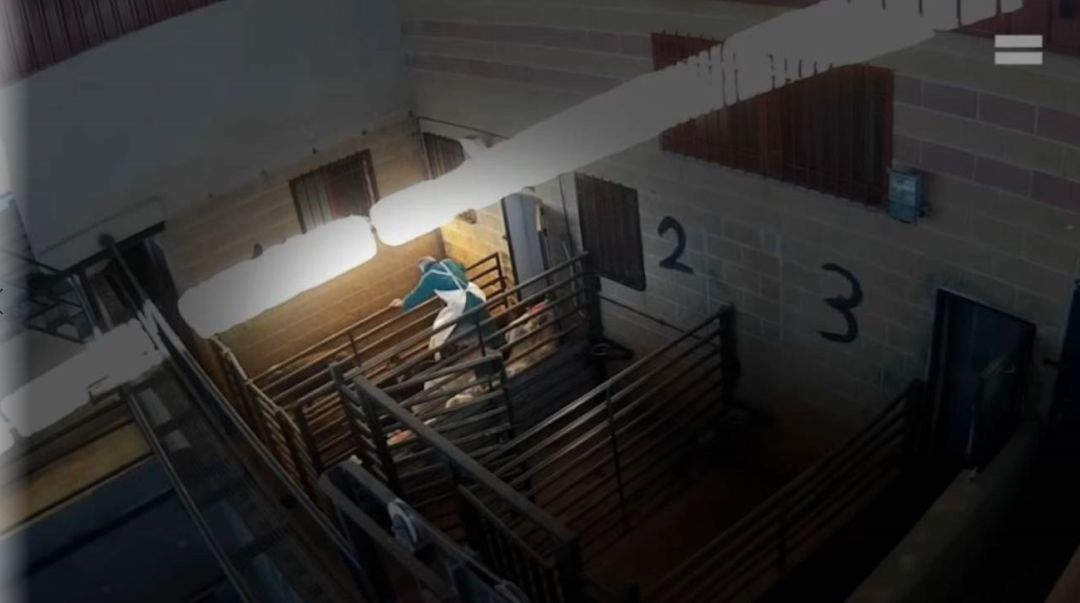 Captura de un vídeo difundido por la ONG Equalia de un matadero Captura de un vídeo difundido por la ONG Equalia de un matadero