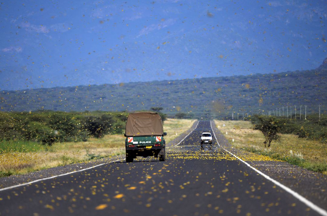 Una carretera en Somalia 'plagada' de langostas. Una carretera en Somalia 'plagada' de langostas.