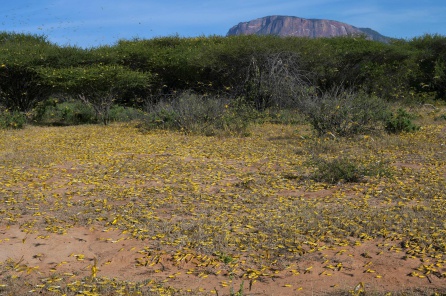 Campos poblados de langostas amenazan con desertificar Somalia. Campos poblados de langostas amenazan con desertificar Somalia.