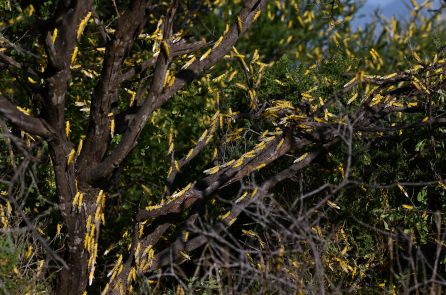 Un árbol lleno de langostas. Un árbol lleno de langostas.