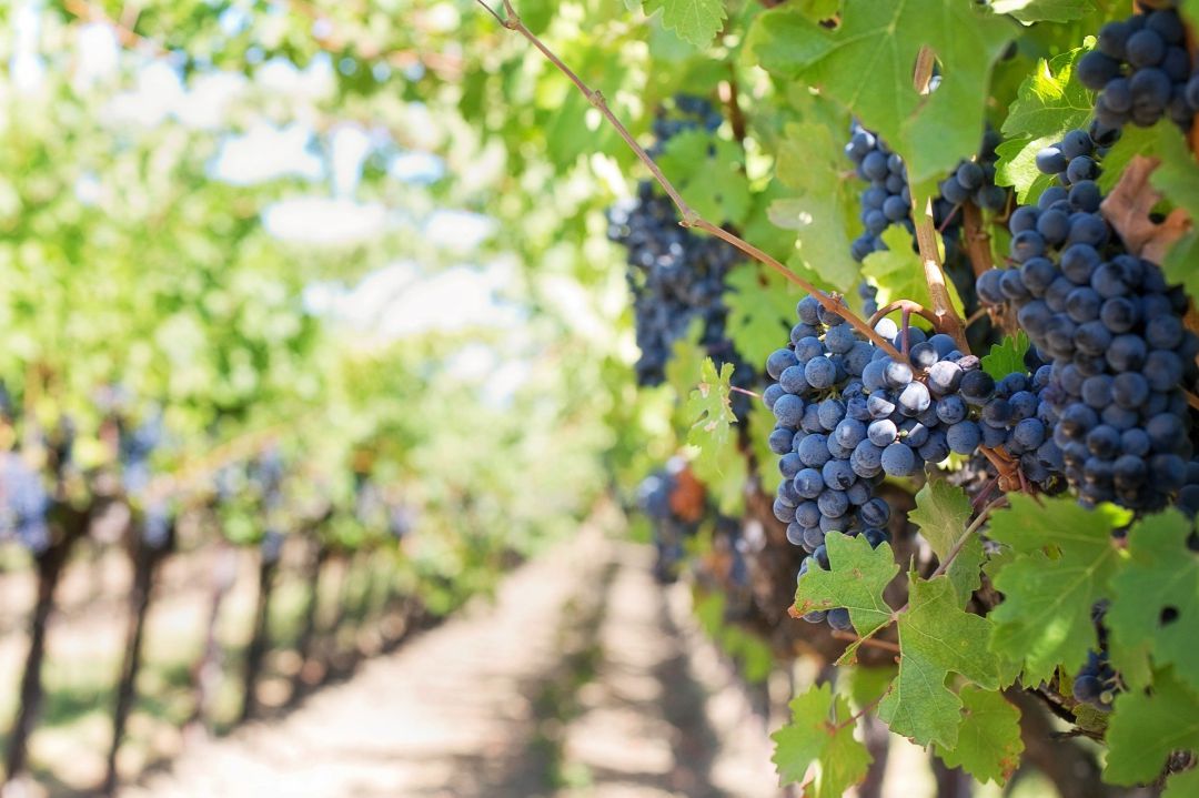 Navarra ofrecerá más de 40 referencias de vinos blancos, rosados y tintos en una enoteca abierta al público Navarra ofrecerá más de 40 referencias de vinos blancos, rosados y tintos en una enoteca abierta al público