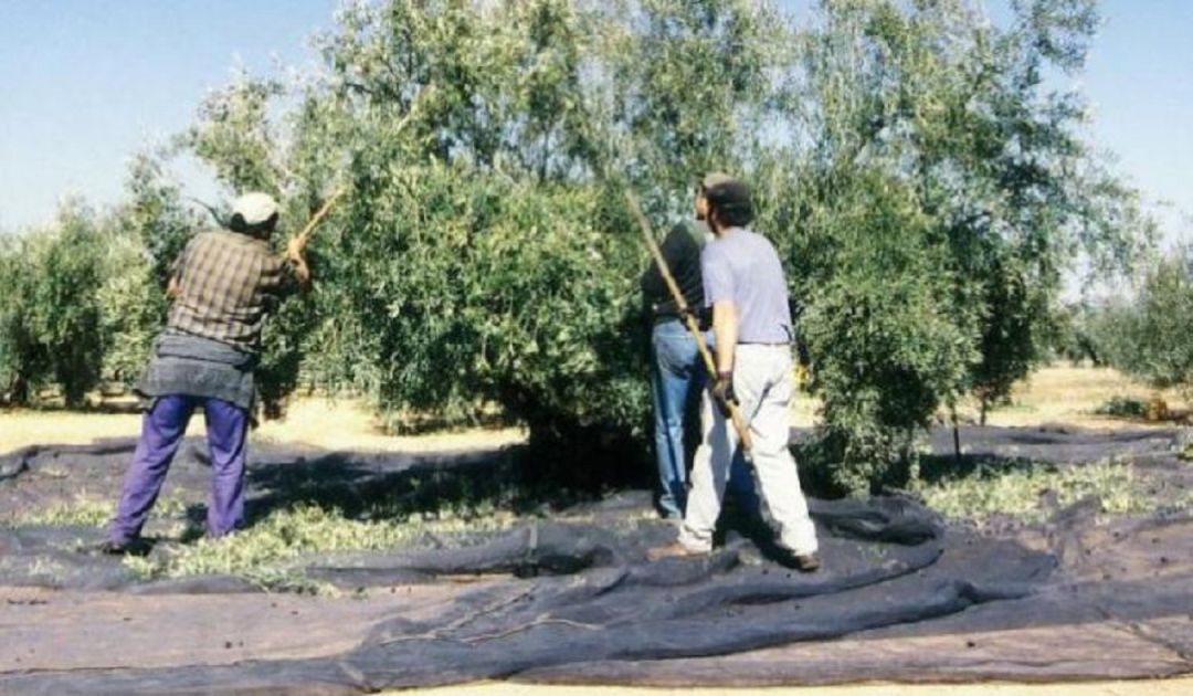 Campaña de la aceituna (Archivo). Campaña de la aceituna (Archivo).
