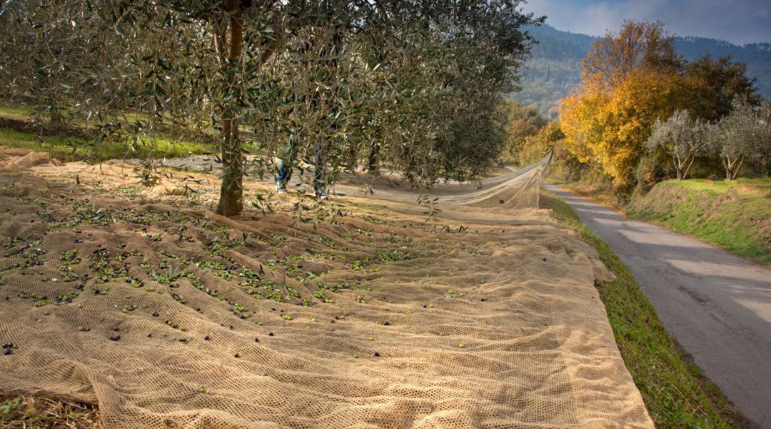El olivar se encntra todavía en plena campaña El olivar se encntra todavía en plena campaña