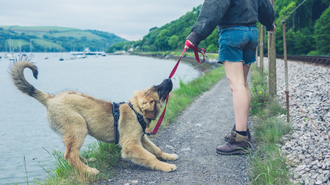 Los errores más comunes al pasear a tu perro: así es como deberías hacerlo