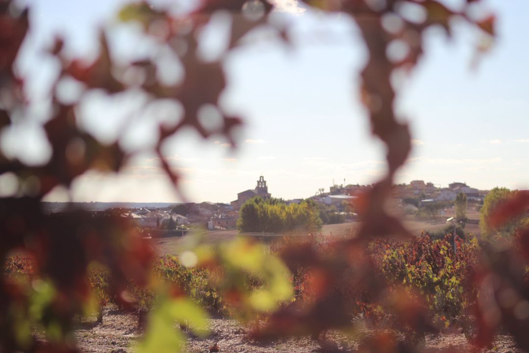 Villalba de Duero a través de los viñedos que rodean la localidad Villalba de Duero a través de los viñedos que rodean la localidad