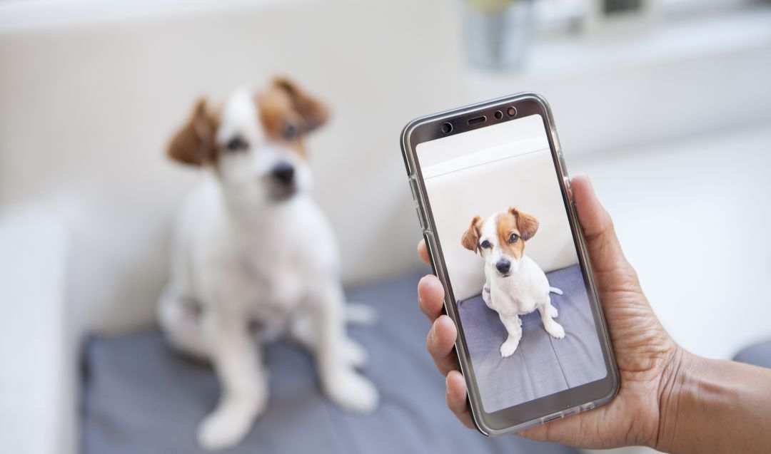 En plena era del smartphone con cámara, cualquier situación, incluso la más trivial, está a solo un toque de quedar inmortalizada en una imagen. En plena era del smartphone con cámara, cualquier situación, incluso la más trivial, está a solo un toque de quedar inmortalizada en una imagen.