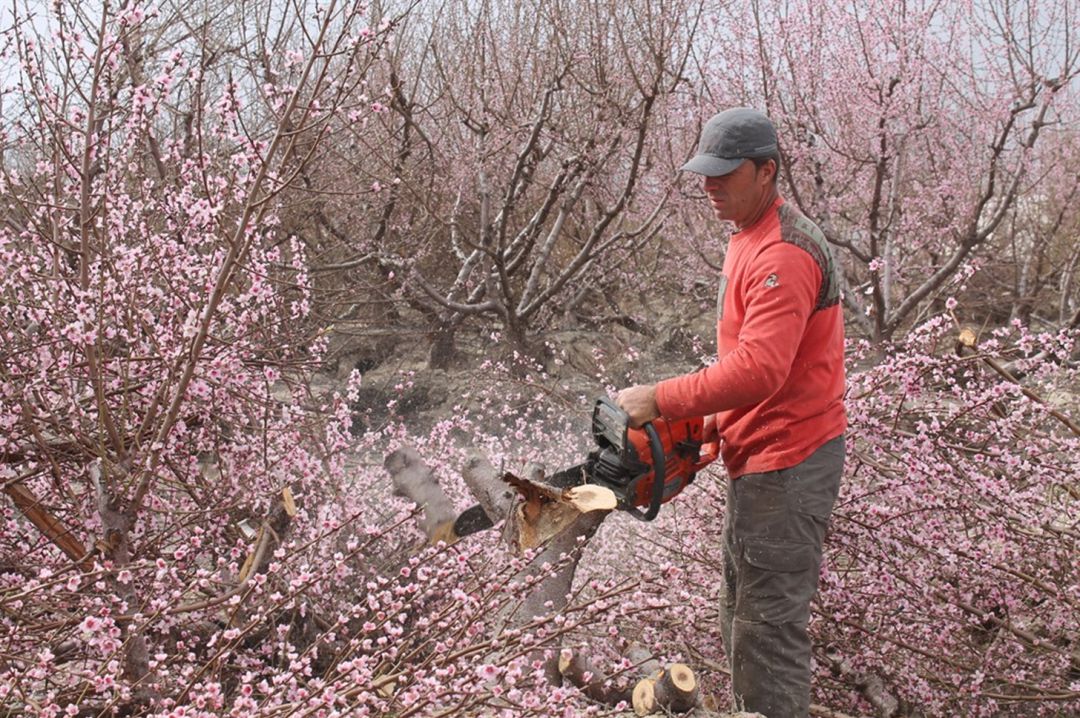 Un agricultor destruye una parcela de árboles frutales de 15 hectáreas en una nueva acción protesta del campo Un agricultor destruye una parcela de árboles frutales de 15 hectáreas en una nueva acción protesta del campo
