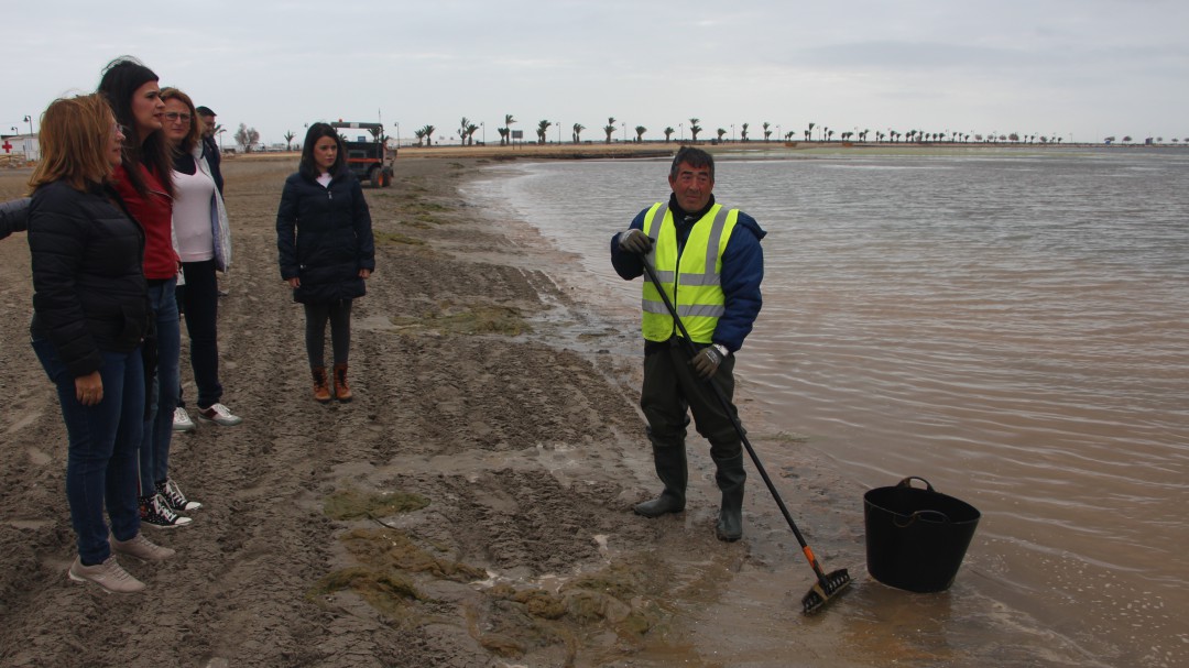Retiran 34 toneladas de algas de las playas de Villananitos y la Puntica