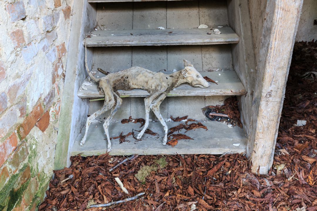 Un perro fallecido a la entrada de una casa. Un perro fallecido a la entrada de una casa.