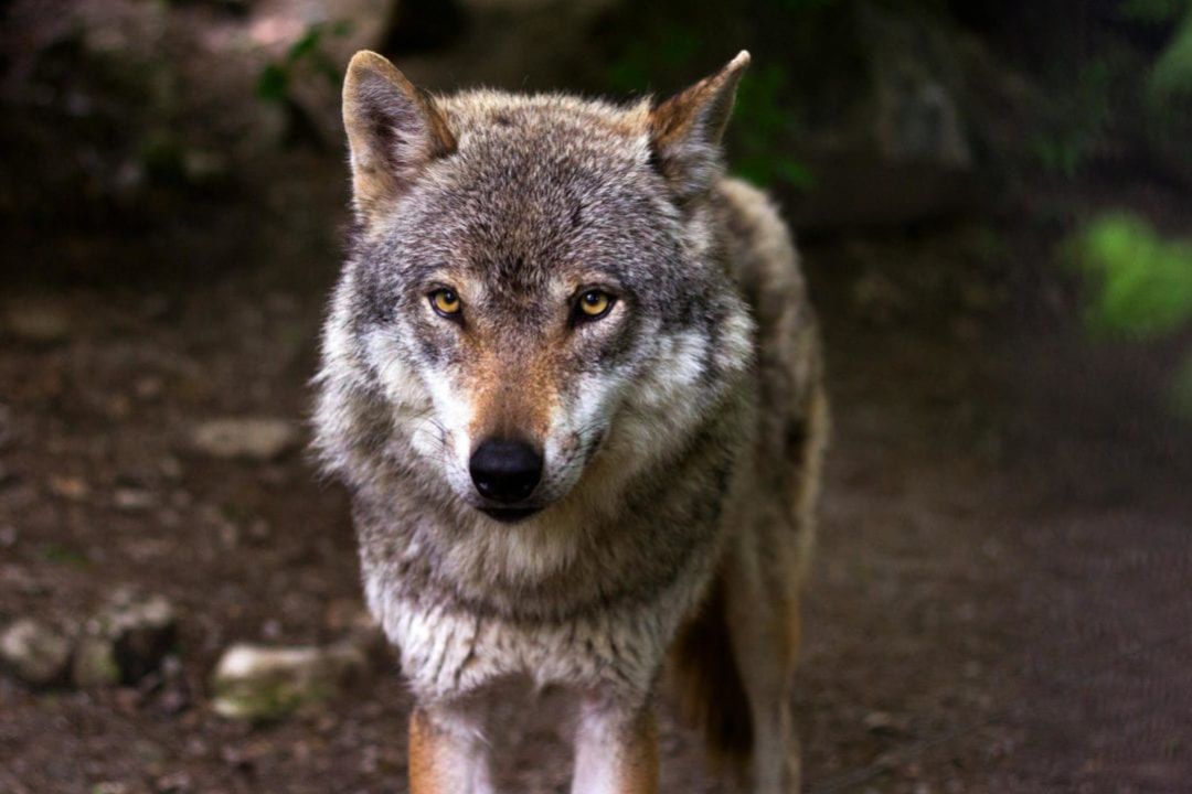Lobo ibérico Lobo ibérico