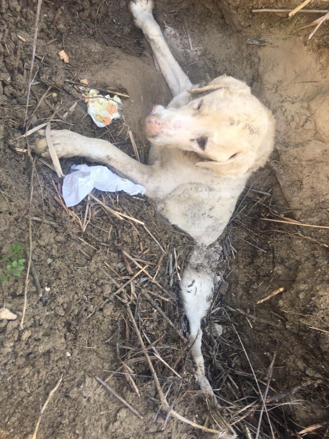 El perro habia sido enterrado vivo en medio de un olivar El perro habia sido enterrado vivo en medio de un olivar
