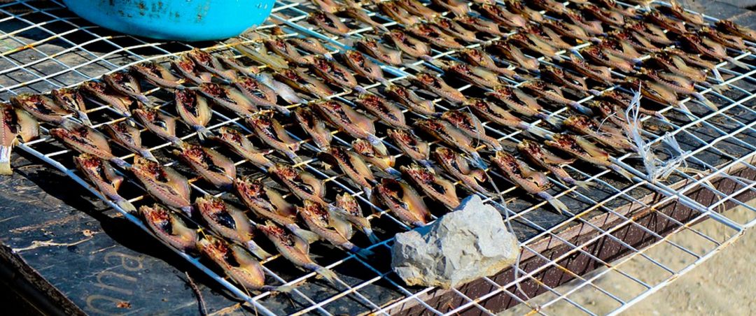 Secadero de peces similar al encontrado en la terraza de un piso de Gandia Secadero de peces similar al encontrado en la terraza de un piso de Gandia