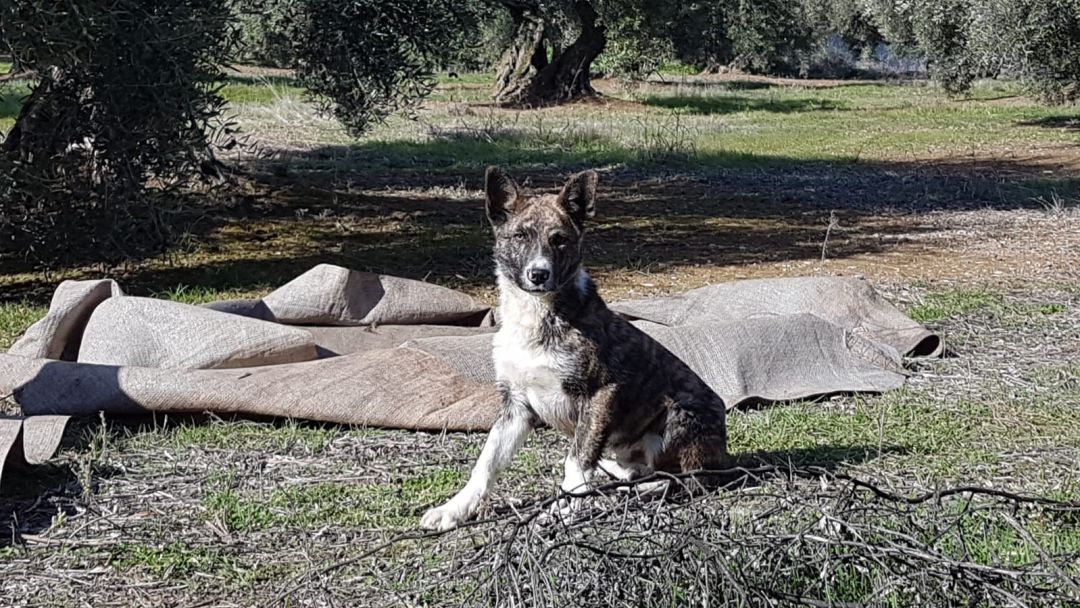 El perro fue rescatado y terminó compartiendo la merienda con los aceiturneros El perro fue rescatado y terminó compartiendo la merienda con los aceiturneros
