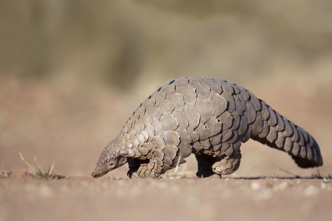 Los pangolines se alimentan de hormigas y otros insectos. Los pangolines se alimentan de hormigas y otros insectos.