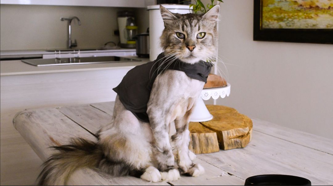 El gato Romeo es uno de los pocos felinos en el mundo al que se le ha implantado un marcapasos. Foto de la @UniversidadCES. El gato Romeo es uno de los pocos felinos en el mundo al que se le ha implantado un marcapasos. Foto de la @UniversidadCES.