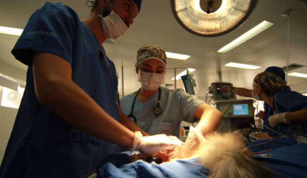 Los cirujanos abrieron el pecho del gato durante la operación. Los cirujanos abrieron el pecho del gato durante la operación.