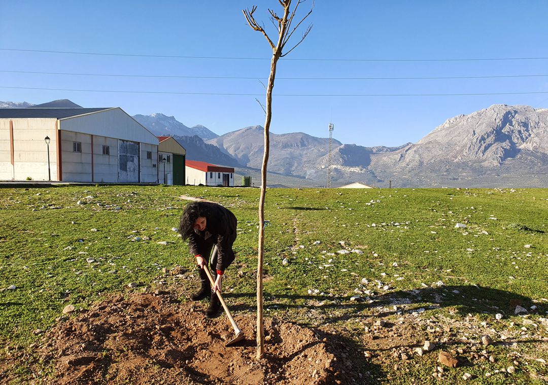 Trabajos de reforestación en lazona del Polígono Ganadero de Bedmar Trabajos de reforestación en lazona del Polígono Ganadero de Bedmar