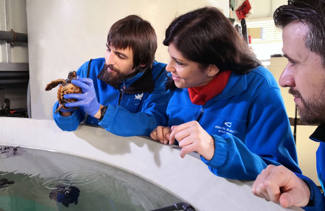 Una de las tortugas en el tanque del Acuario de Sevilla Una de las tortugas en el tanque del Acuario de Sevilla