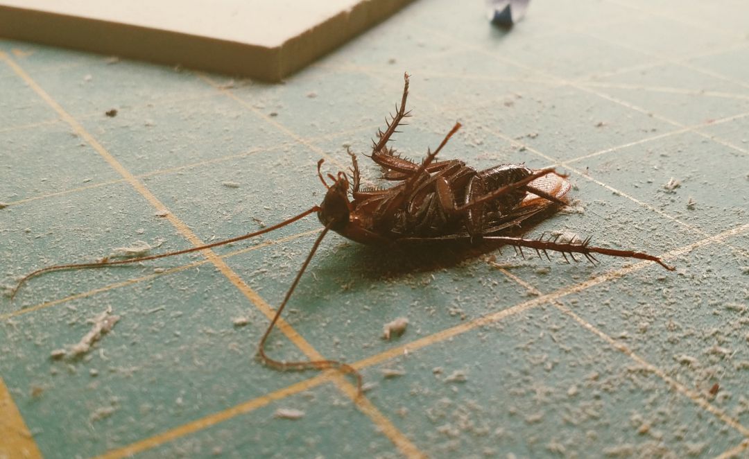 El zoológico te permite ponerle el nombre de tu ex a una cucaracha. El zoológico te permite ponerle el nombre de tu ex a una cucaracha.