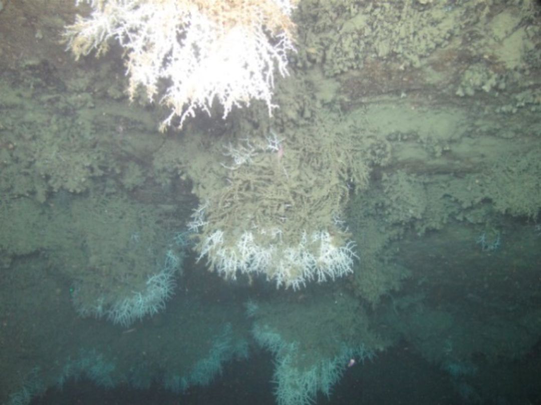Primeres observacions d'una paret del canó de Blanes, recoberta principalment de M. oculata Primeres observacions d'una paret del canó de Blanes, recoberta principalment de M. oculata