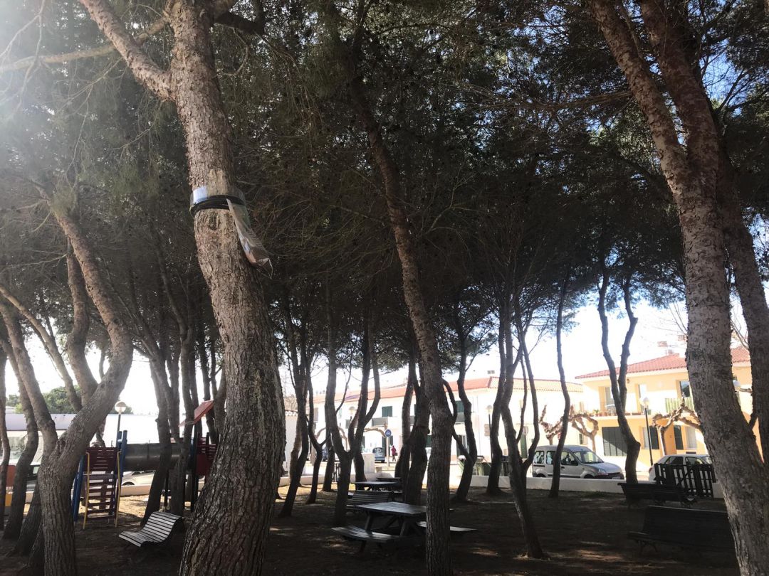 Actuacions contra la processionària Actuacions contra la processionària