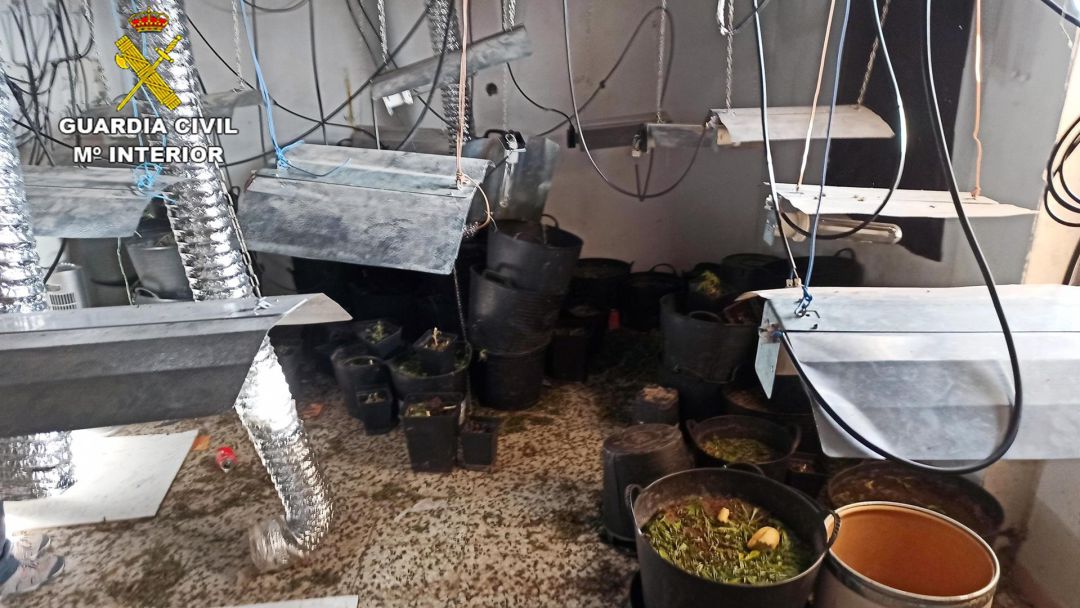 Plantación de marihuana descubierta a consecuencia del disparo que sufrió su vigilante Plantación de marihuana descubierta a consecuencia del disparo que sufrió su vigilante