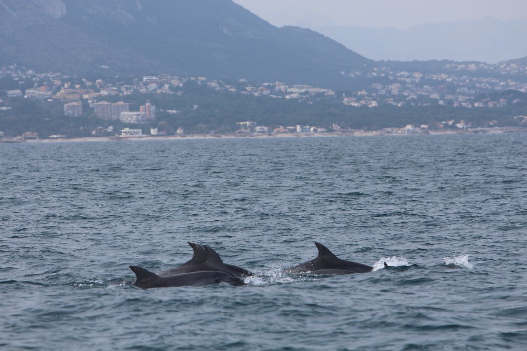 Primer avistamiento de delfines de 2020 Primer avistamiento de delfines de 2020