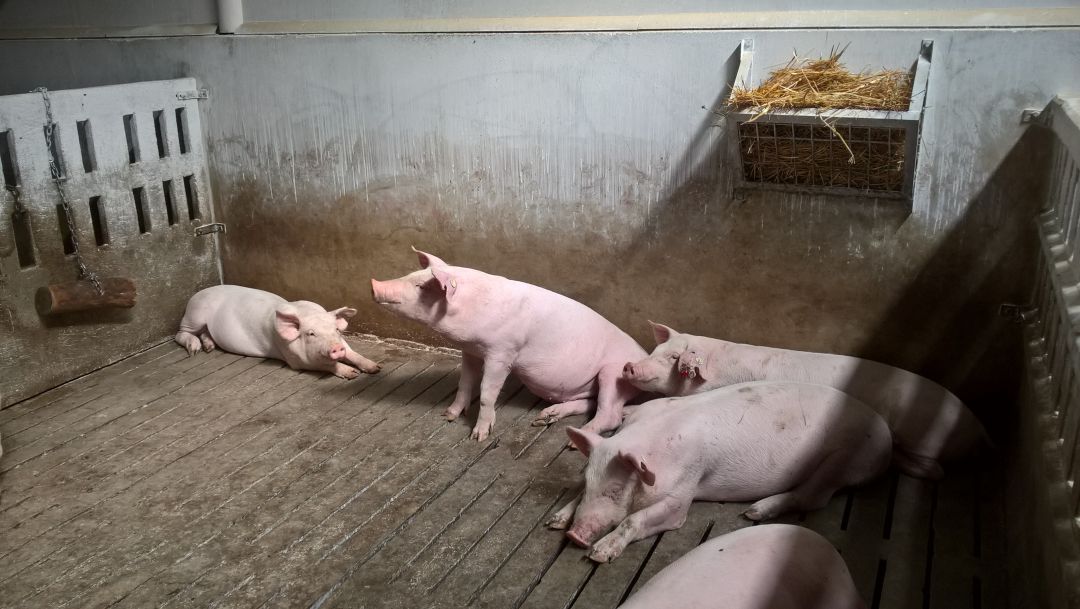 El Gobierno actualiza la normativa de ordenación de granjas de porcino El Gobierno actualiza la normativa de ordenación de granjas de porcino