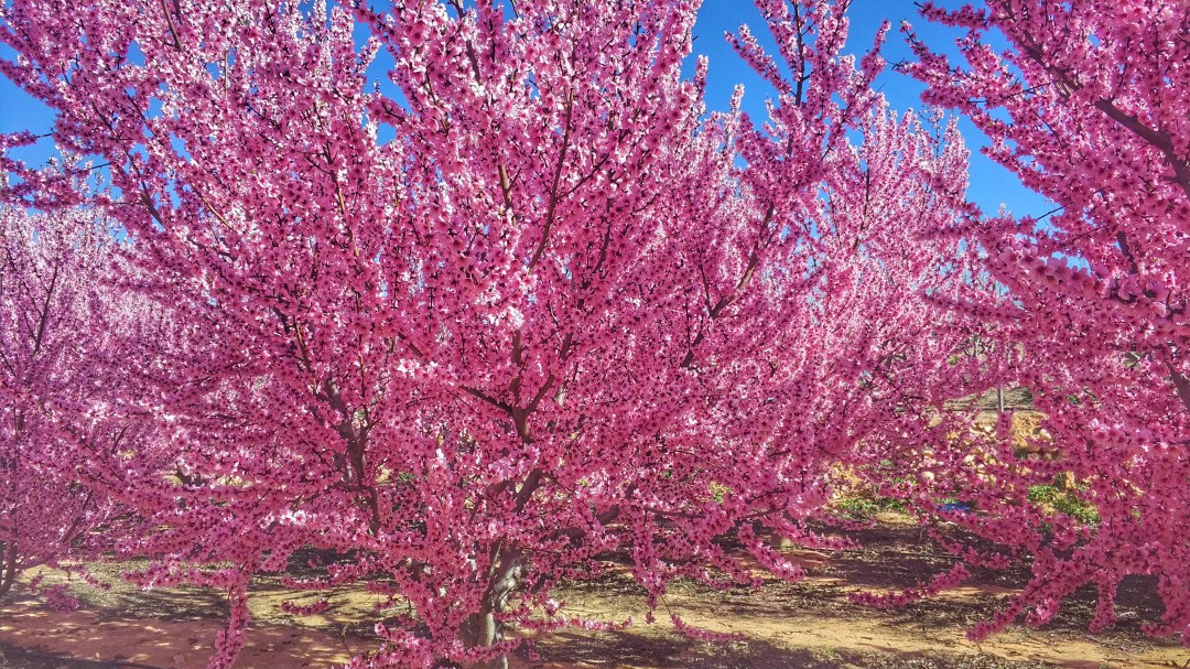 Las podas de los frutales podrán emplearse como plantas ornamentales y souvenirs de la Floración en Cieza