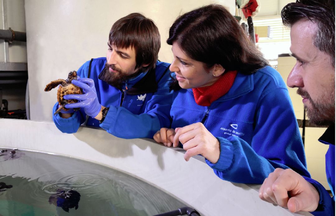 Tanque en el Acuario de Sevilla de las tortugas bobas Tanque en el Acuario de Sevilla de las tortugas bobas