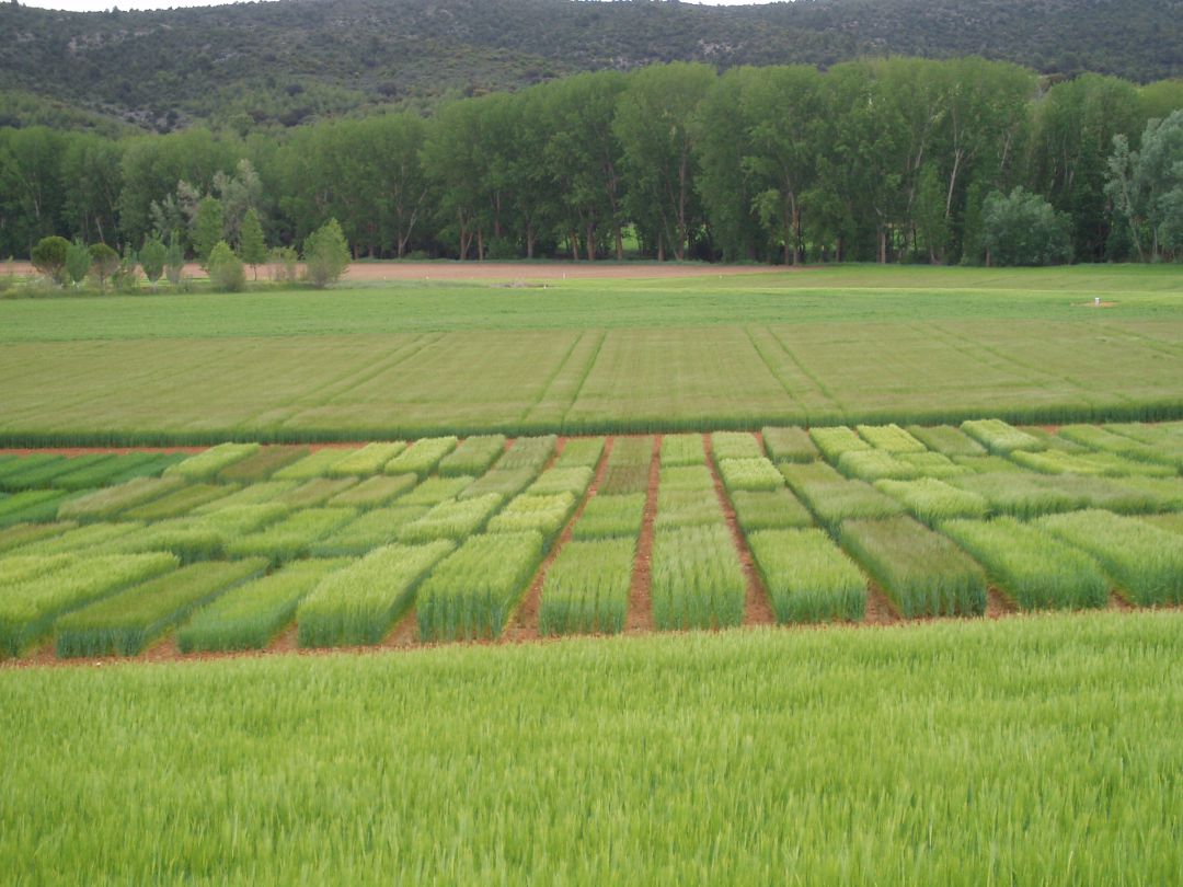 Las ayudas a la producción ecológica se elevarán a 20 millones de euros Las ayudas a la producción ecológica se elevarán a 20 millones de euros