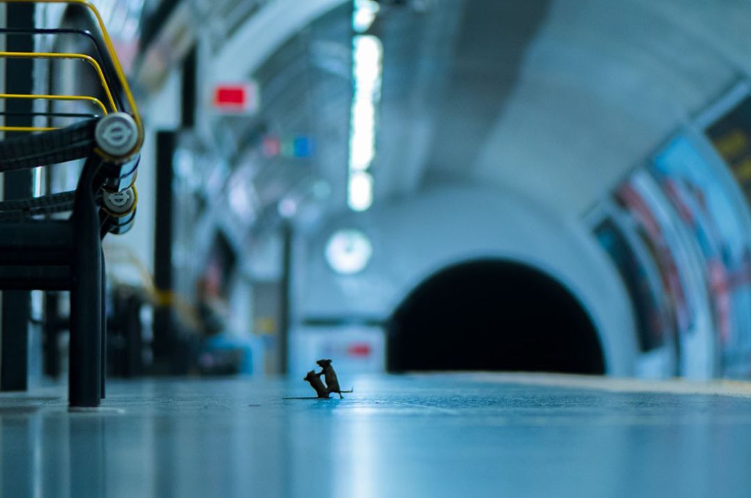 Dos ratones peleando en el metro. Dos ratones peleando en el metro.