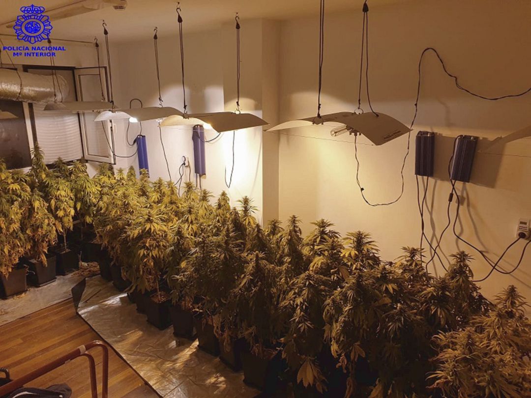 En una de las habitaciones localizaron una sofisticada instalación interior para el cultivo y plantación de marihuana En una de las habitaciones localizaron una sofisticada instalación interior para el cultivo y plantación de marihuana