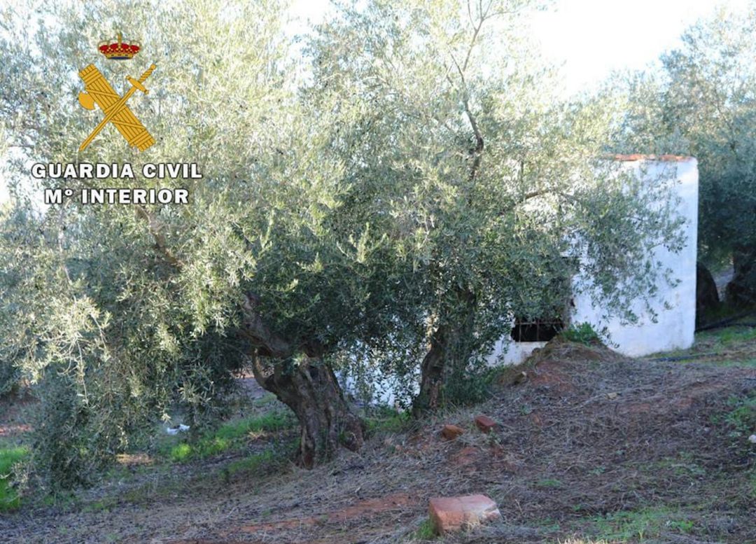 Finca donde se han producido los robos de acietuna Finca donde se han producido los robos de acietuna