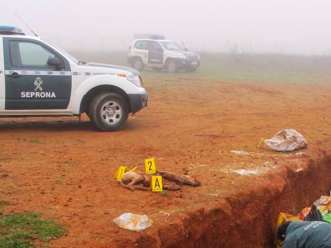 Lugar donde se encontraron los restos del perro sin vida Lugar donde se encontraron los restos del perro sin vida