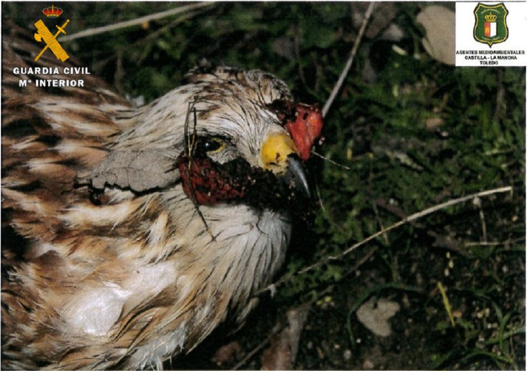 Protección de la Flora y Fauna Protección de la Flora y Fauna