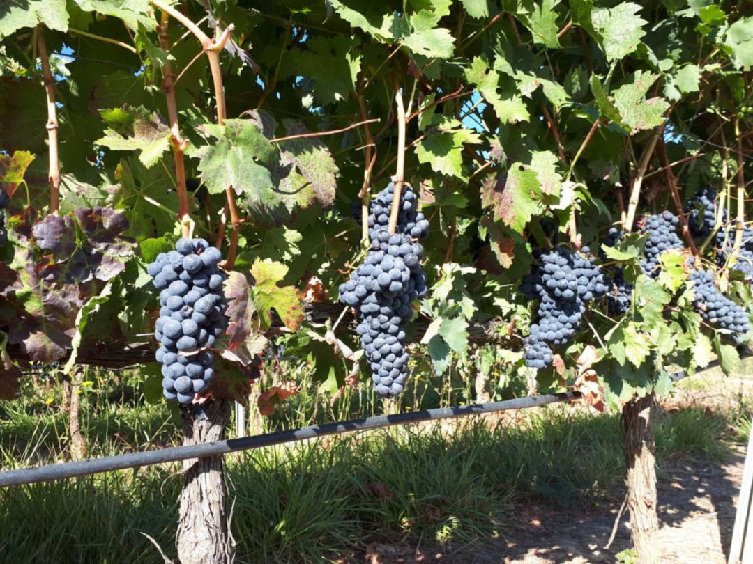 Ribera del Duero actualiza sus precios oficiales Ribera del Duero actualiza sus precios oficiales